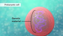 Biology Cell Structure I Nucleus Medical Media