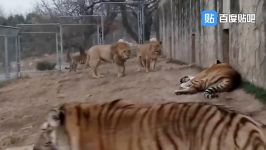 لحظه رویارویی شیر ببرهای غول پیکر【tiger vs lion】