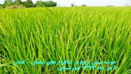 فتوکلیپ خوشه بستن برنج در شالیزارهای شلمان گیلان