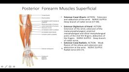 Upper Limb Muscle Anatomy  3D Anatomy with Actions of muscles nd