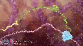 ترجمه RNA