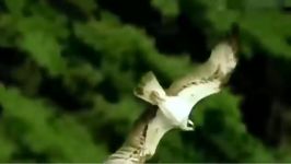 بهترین صحنه های شکار عقاب شکار گرک، مار، گوزن ، ماهی ... Eagle Vs Animals