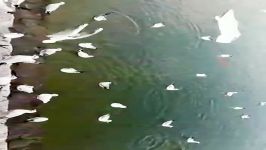 صحنه زیبای تجمع پرنده ها در دریاچه خلیج فارس تهران چیتگر