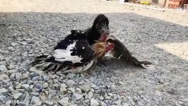 بهترین صحنه های شکار عقاب شکار گرک، مار، گوزن ، ماهی ... Eagle Vs Animals