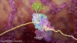 ساخته شدن mRNA پردازش آن