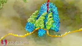 ترجمه mRNA به پروتئین