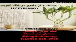 فنگ شویی گیاه بامبو Feng shui with lucky bamboo