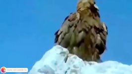 بهترین صحنه های شکار عقاب شکار گرک، مار، گوزن ، ماهی ... Eagle Vs Animals