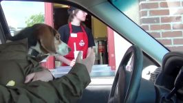 DOG IN THE DRIVE THRU