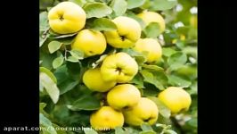درخت میوه ارقام به گلابی سیب