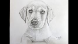 How to Draw a Realistic Puppy Dog Labrador Retriever