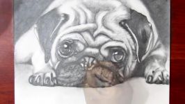 Drawing a Pug Puppy Dog  Realistic Art