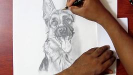 Drawing a Dog  German shepherd  Realistic Drawing