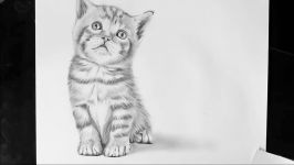 Drawing a Realistic Baby Kitten  Cute Cat