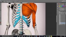 Understanding the muscles of the human body  Anatomy Study  #01