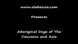 Alabai Central Asian Shepherd Working dog breed