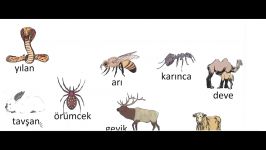 آموزش زبان ترکی استانبولی  درس 48  اسامی حیوانات حشرات، مکالمه در باغ وحش