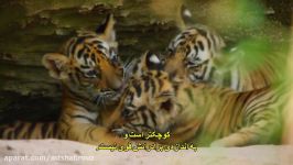 مستند سریالی Dynasties قسمت پنجم ببر – Tiger