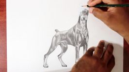 How to Draw a Doberman Pinscher Dog  Graphite Pencil