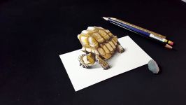 How to Draw a 3D Tortoise  Drawing a Tortoise