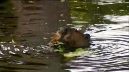 How Beavers Build Dams  Leave it to Beavers  PBS