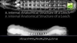 مجموعه ای ازچند اعجاز علمی قرآن کریم