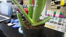 Plant Synthesis of Silver