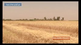 کاشت گندم در خرمشهر Iran wheat plantation in Khorramshahr