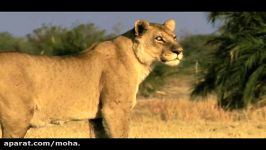 آخرین شیرها  The Last Lions 2011