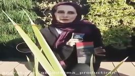 گانودرما درمان اختلال گوارش بیماری سلیاک