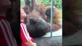 FUNNY Babies and Monkey Become Best Friend  Funny Babies and Pets