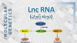 Long non Coding RNA