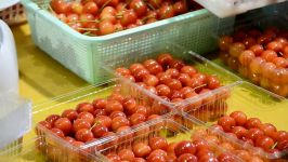 باغداری گیلاس به سبک ژاپن Cherry  Amazing Japan Agriculture Technology Farm