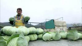 زراعت کلم به سبک ژاپن Awesome Cabbages Farming  