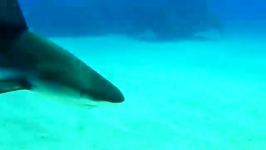 تریلر مستند Diving In Paradise Shark Adventures