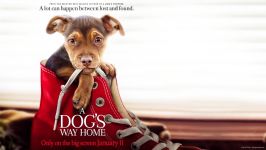 watch A Dogs Way Home 2019 full movie online download free