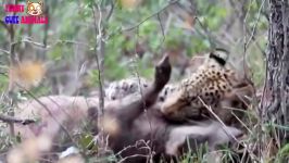 Leopard vs PythonWild BoarOstrich Baboon Cheetah Lion Warthog