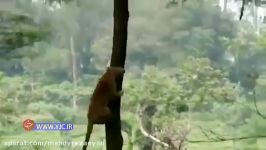 شکار آهو توسط پلنگ پرنده