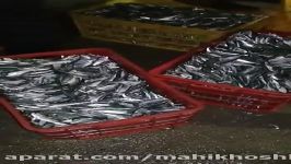 تولید پودر ماهی فرآوری ماهی تازه