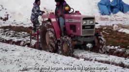 زراعت در زیر برف در ژاپن Sweet Vegetable under Snow Harvesting  Snow Farm