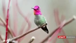 پرنده ۸ میلیون دلاری ۶۲ رنگ عوض میکند