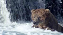 Grizzly Bears Catching Salmon  Natures Great Events  BBC