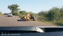 شکار شدن گاومیش توسط شیرها