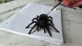 3D Spider DrawingAMAZING realistic illusion