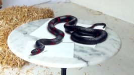 3D Drawing of a Lifelike Snake  Painting Optical Illusion