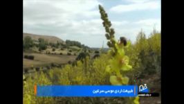 طبیعت تیر ماه ایردموسی