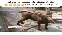 کلیپ خنده دار چه باحال میخارونه 