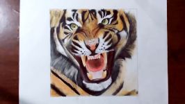 Drawing A Tiger  Animal drawing series 4  Prismacolor pencils.