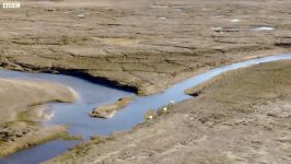 Wolf Pack Hunts A Hare  The Hunt  BBC Earth