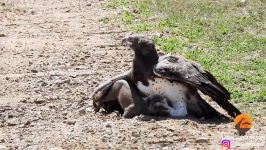 شکار بچه گراز توسط عقاب  حیات وحش آفریقا